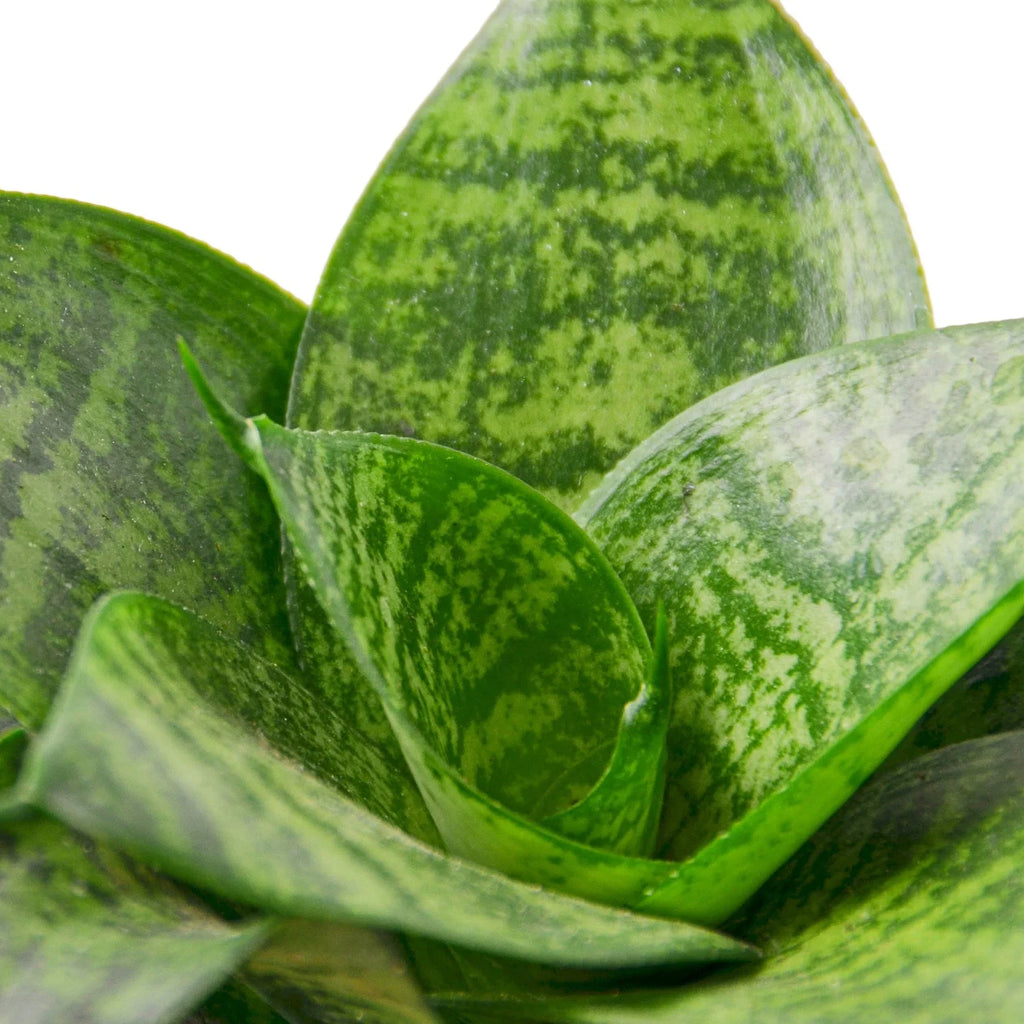 Snake Plant Black Robusta - Holiday Corner