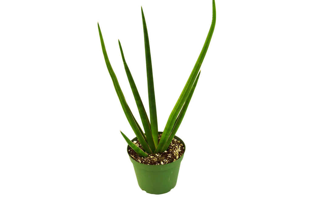 Snake Plant Cylindrica - Holiday Corner