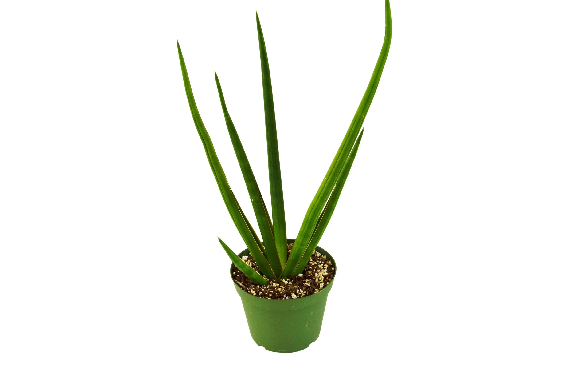 Snake Plant Cylindrica - Holiday Corner