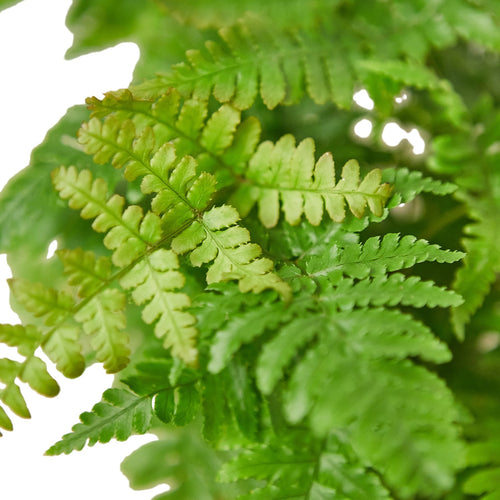'Autumn' Fern - Holiday Corner