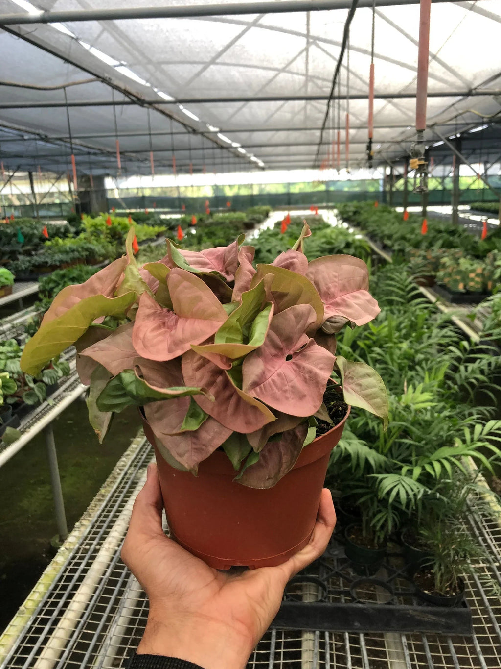 Syngonium Strawberry - Holiday Corner