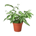 Pteris Cretica 'Albo Fern' - Holiday Corner