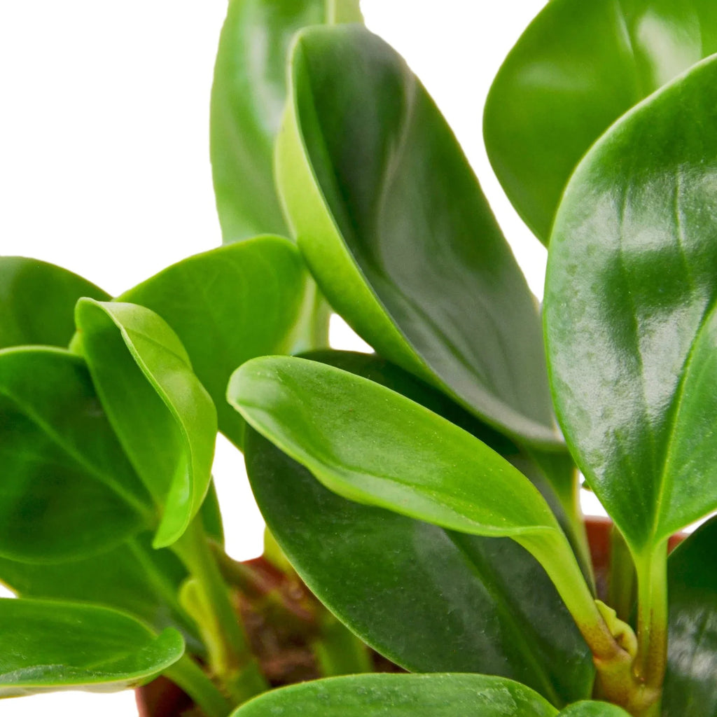 Peperomia Thailand - Holiday Corner
