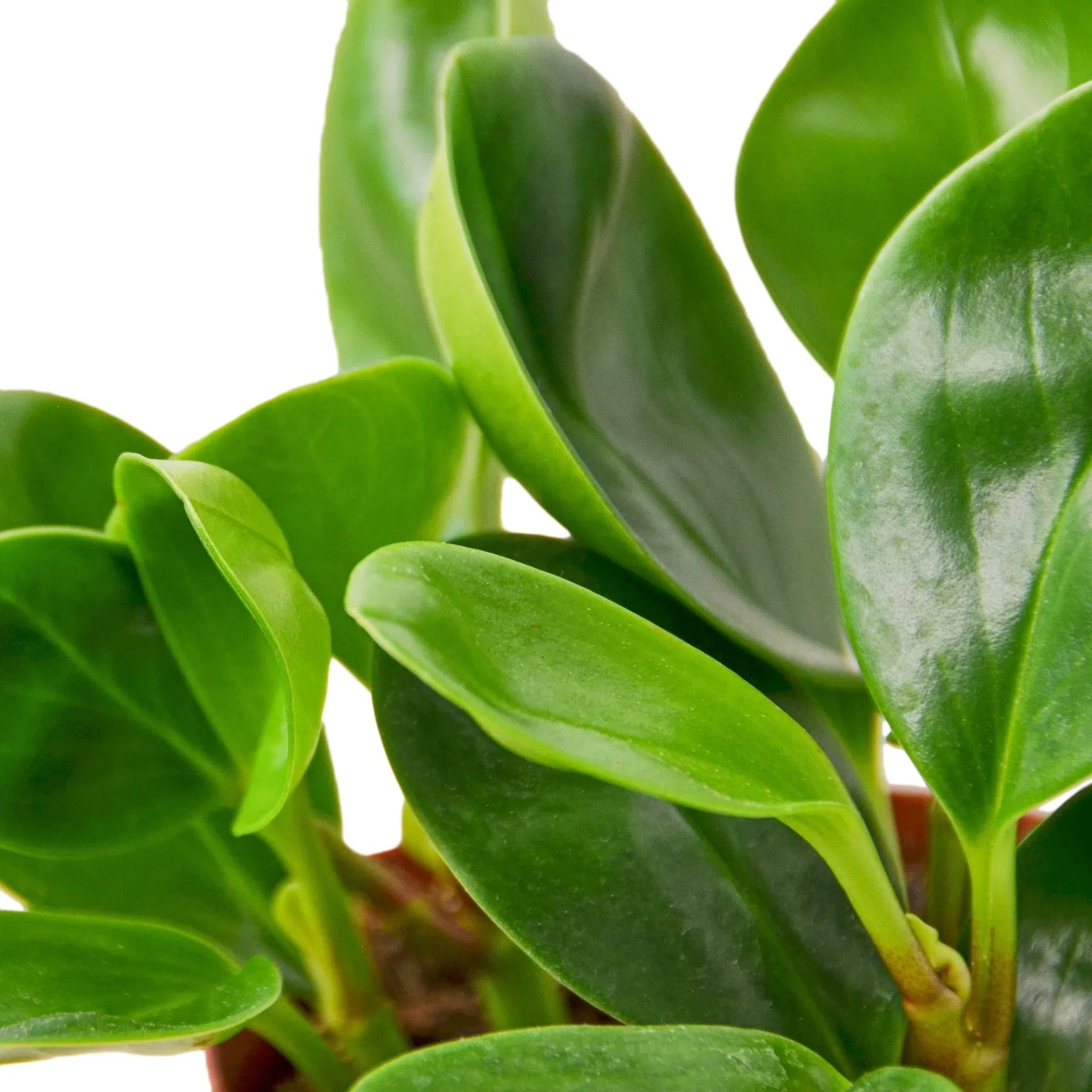 Peperomia Thailand - Holiday Corner