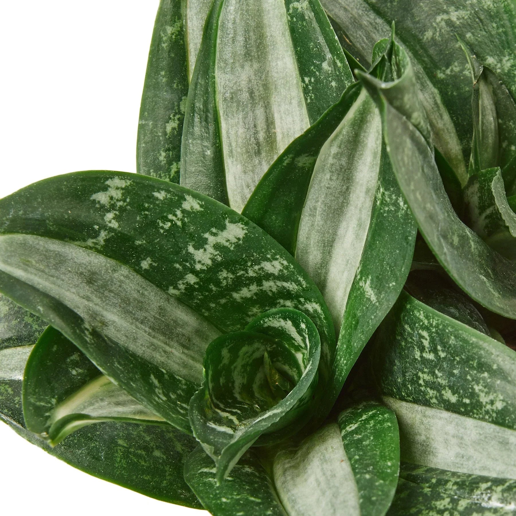 Snake Plant Silver Streak - Holiday Corner