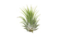 Tillandsia Air Plant Ionantha - 5 Pack - Holiday Corner