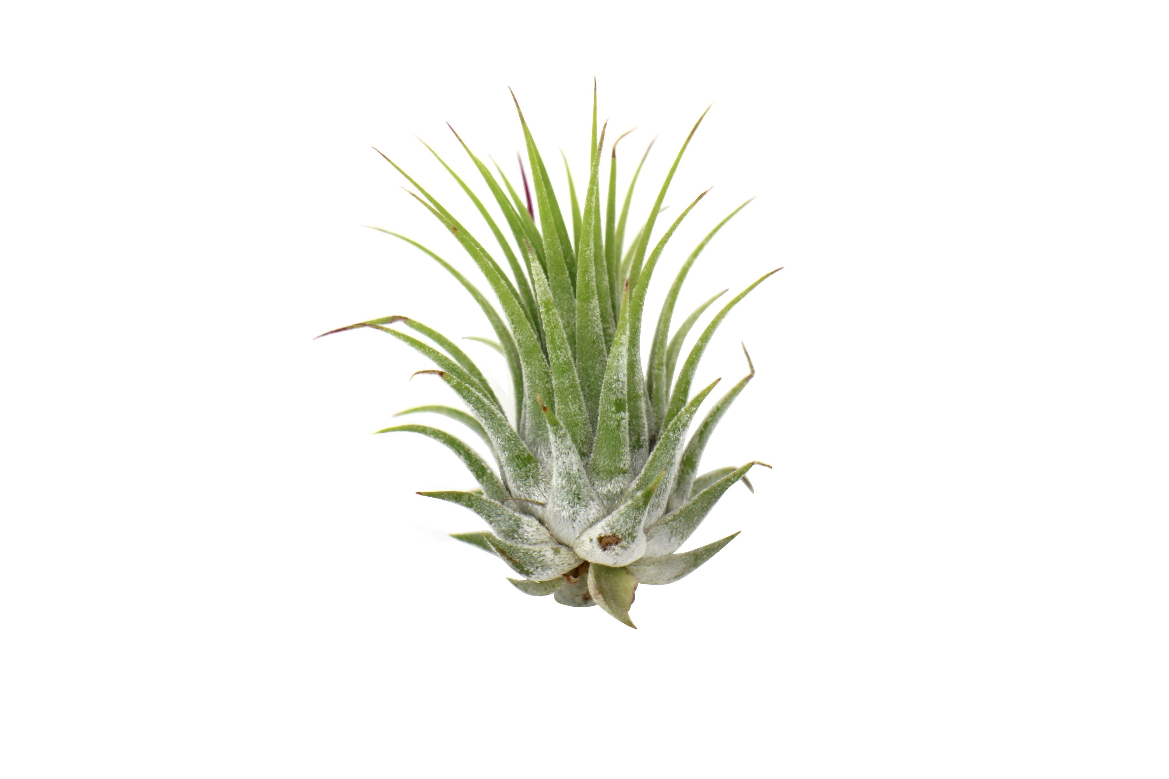 Tillandsia Air Plant Ionantha - 5 Pack - Holiday Corner