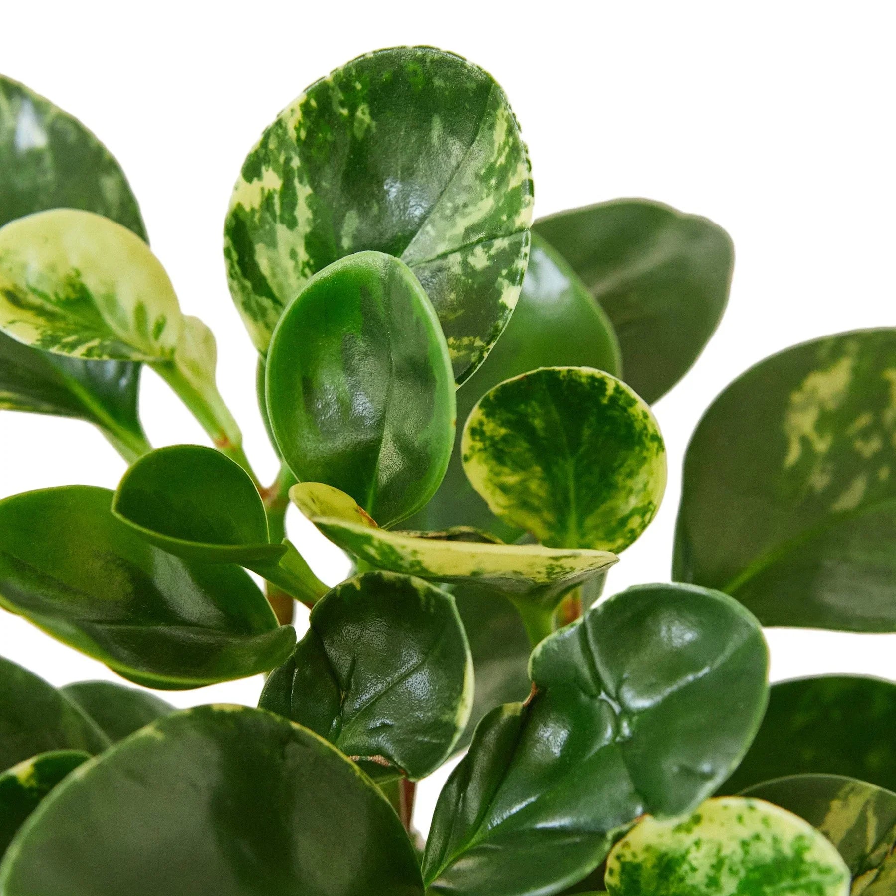 Peperomia 'Marble' - Holiday Corner