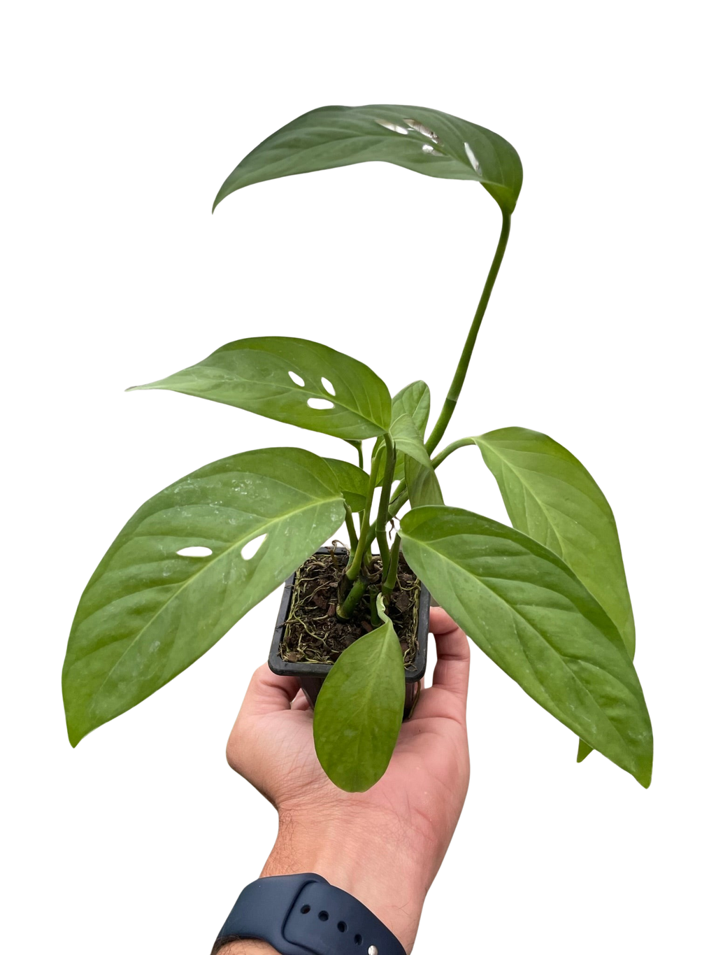 Monstera Adansonii 'Swiss Cheese' - Holiday Corner