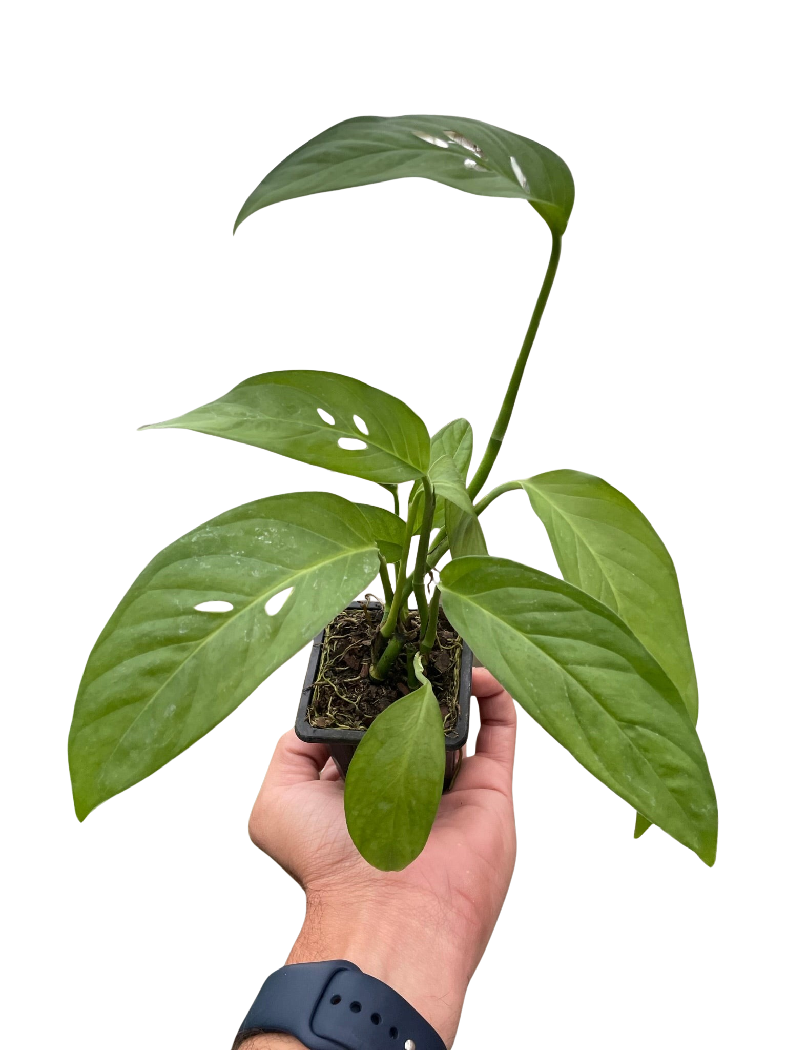 Monstera Adansonii 'Swiss Cheese' - Holiday Corner