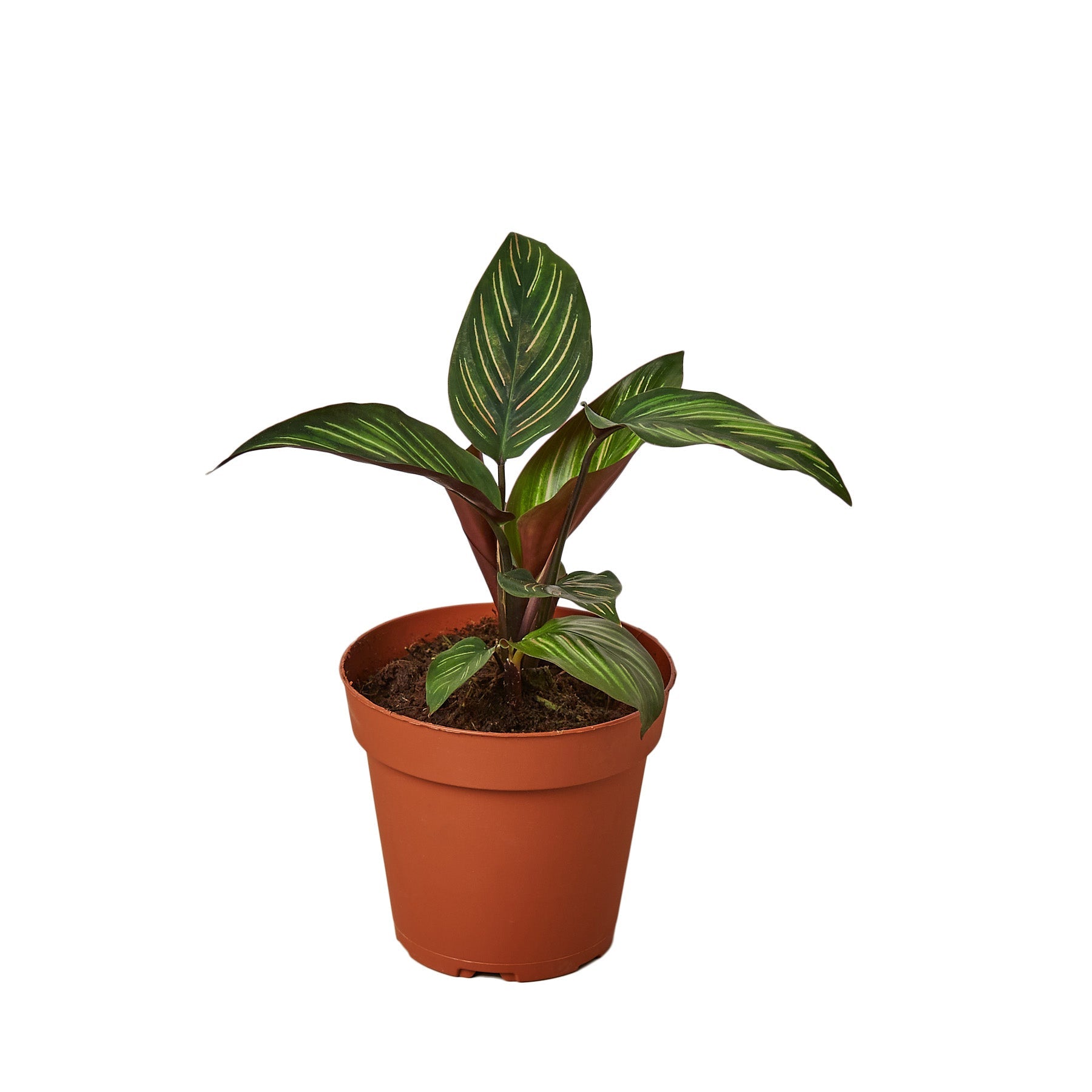 Calathea 'Beauty Star' - Holiday Corner