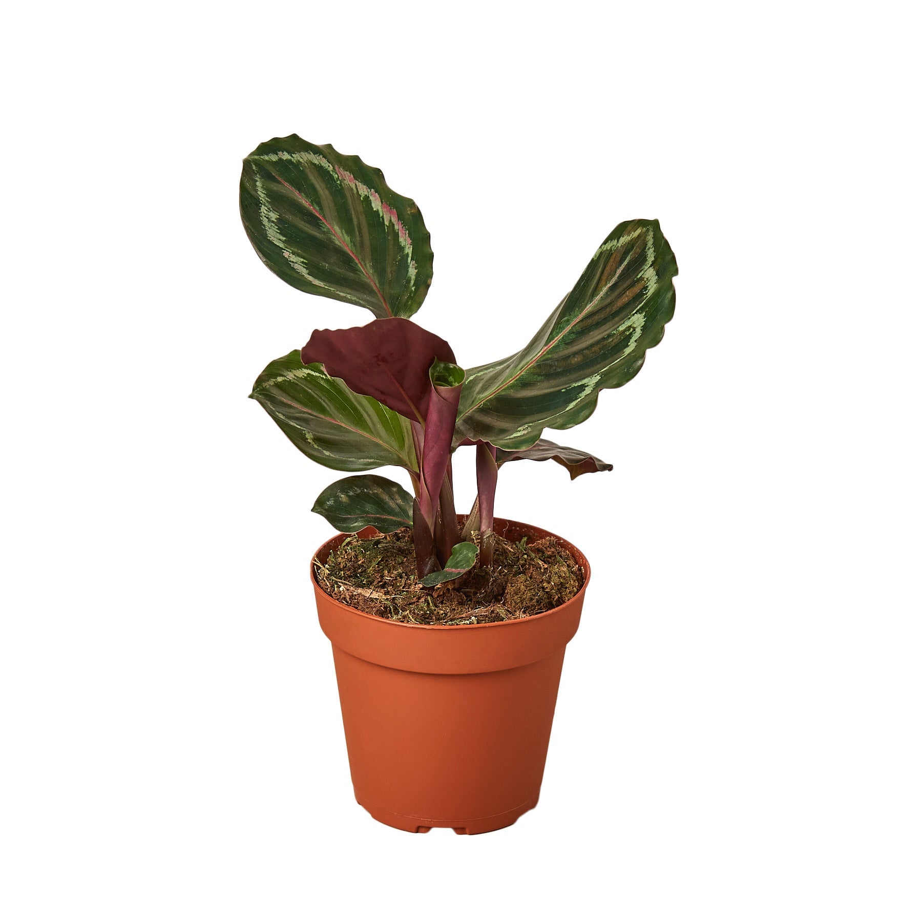 Calathea Roseopicta 'Medallion' - Holiday Corner