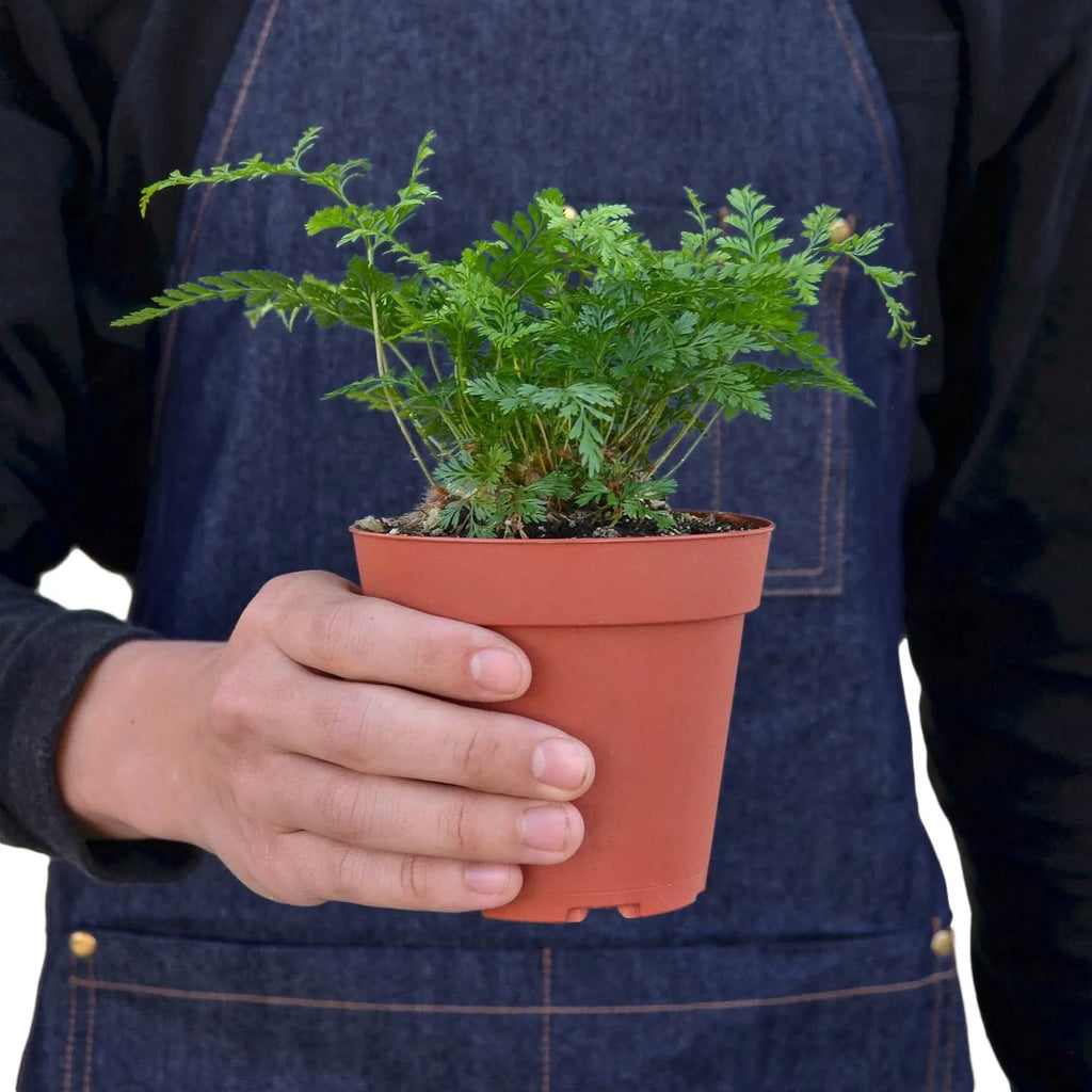 Rabbit's Foot Fern - Holiday Corner
