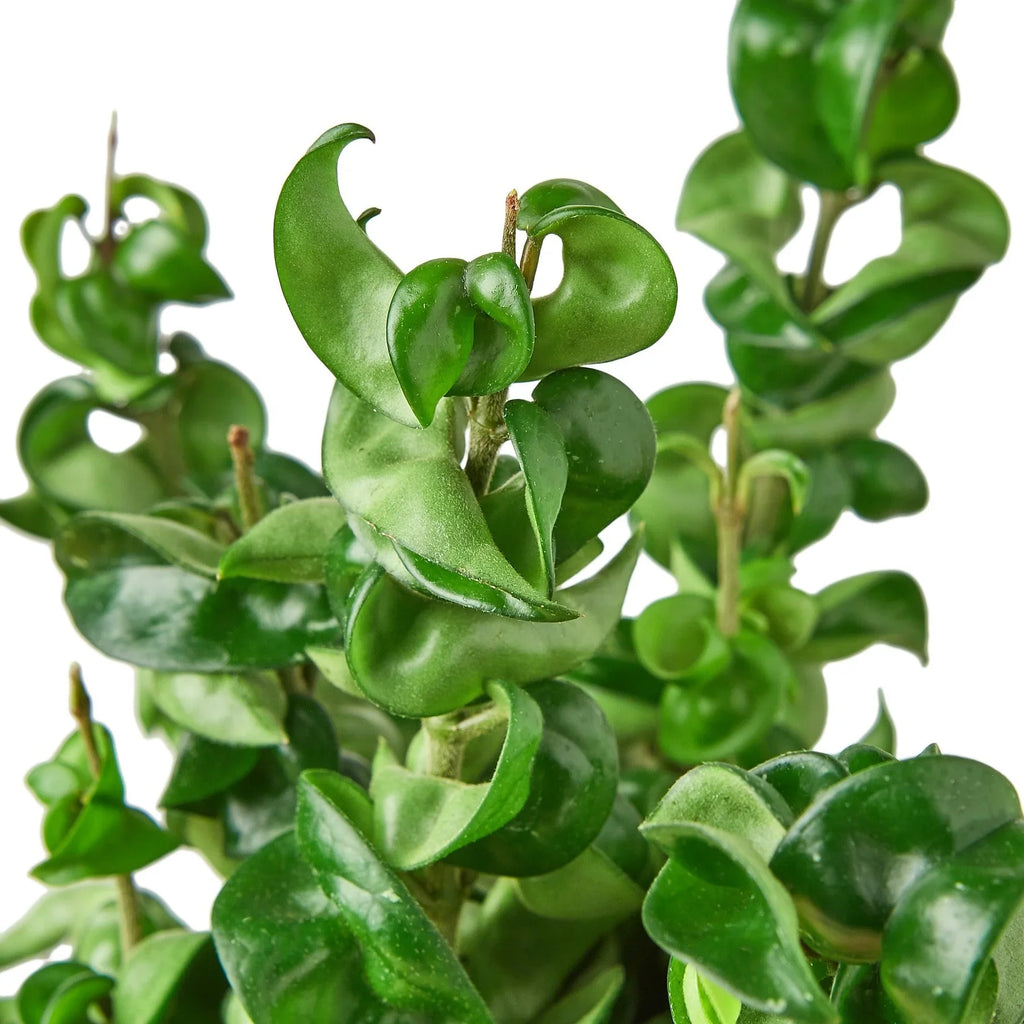 Hoya Rope Plant - Holiday Corner