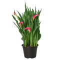 Calla Lily - Holiday Corner