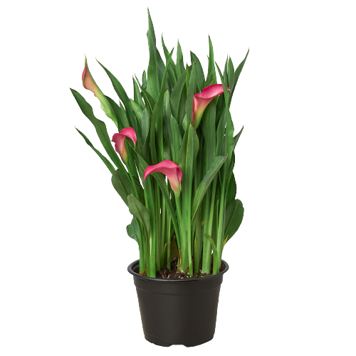 Calla Lily - Holiday Corner