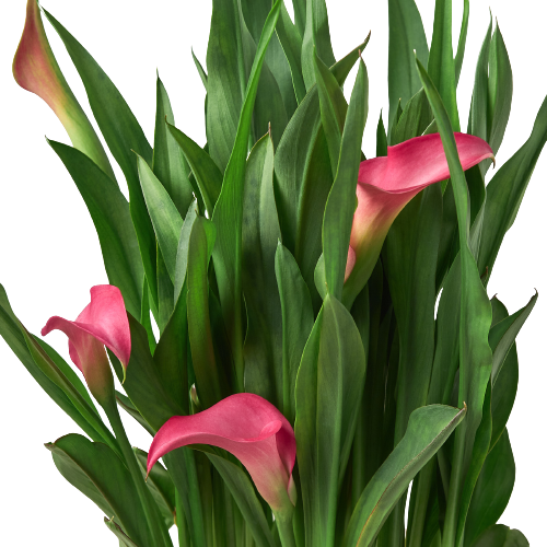 Calla Lily - Holiday Corner