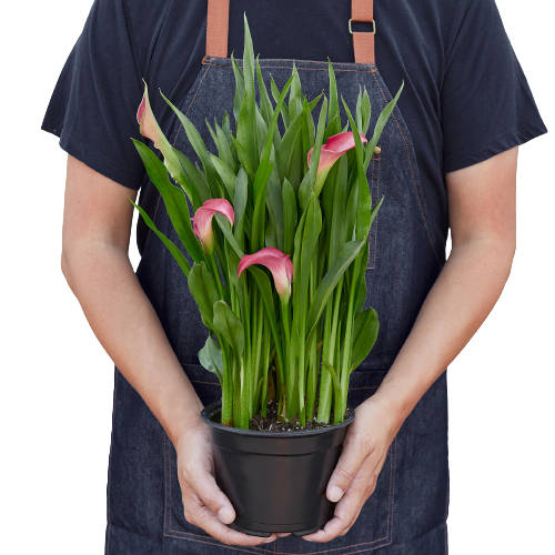 Calla Lily - Holiday Corner