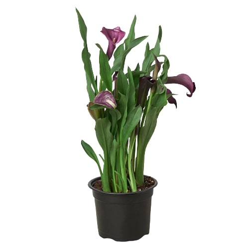 Calla Lily - Holiday Corner