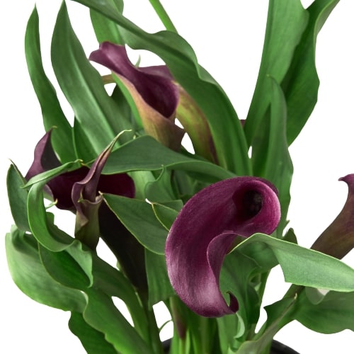 Calla Lily - Holiday Corner