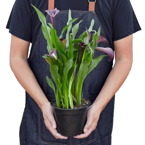 Calla Lily - Holiday Corner
