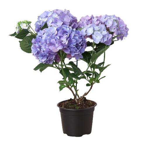 Blue Hydrangea - Holiday Corner