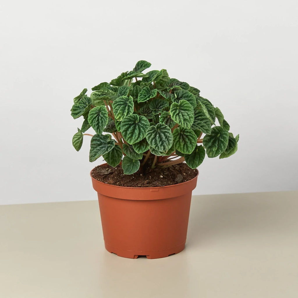 Peperomia 'Ripple' - Holiday Corner