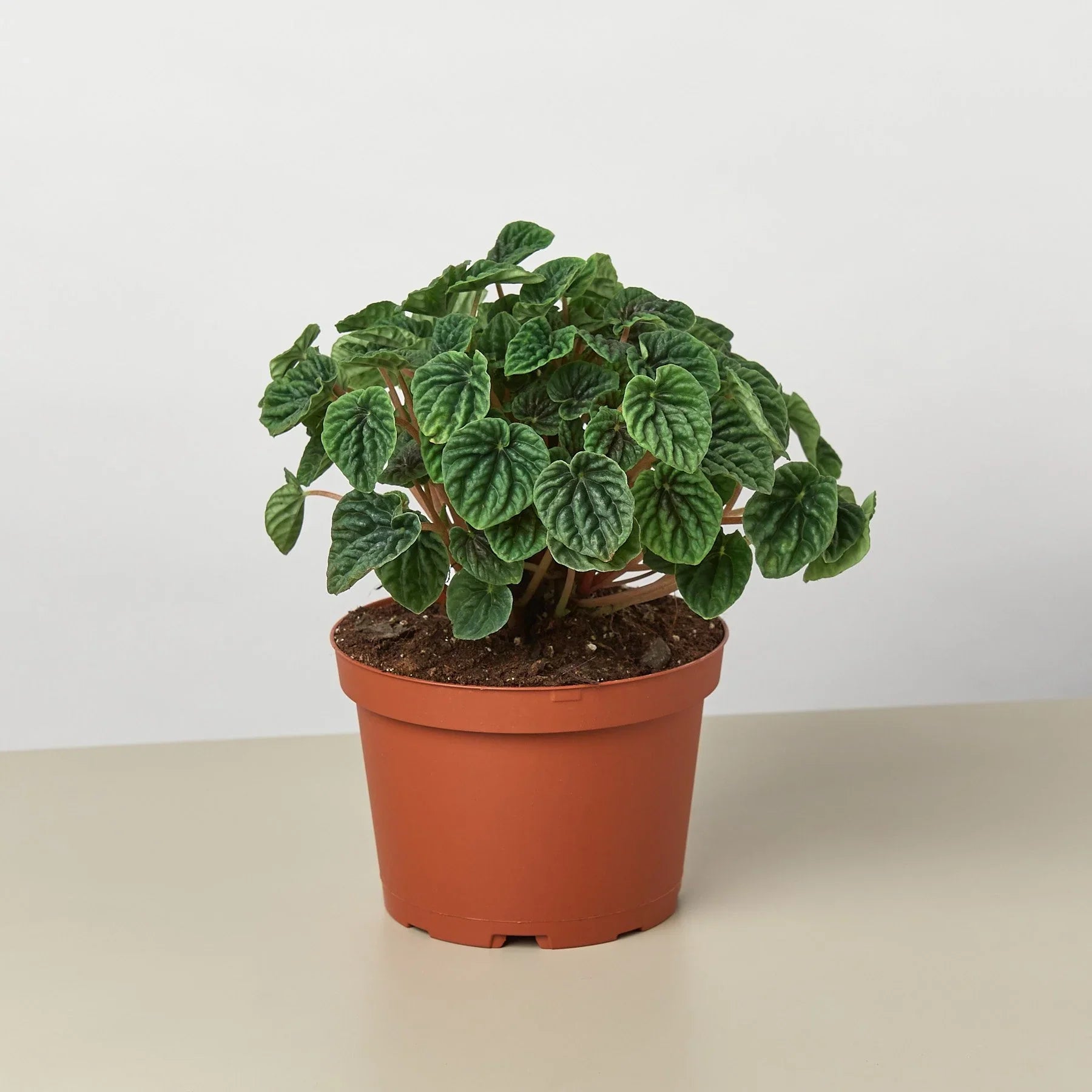 Peperomia 'Ripple' - Holiday Corner
