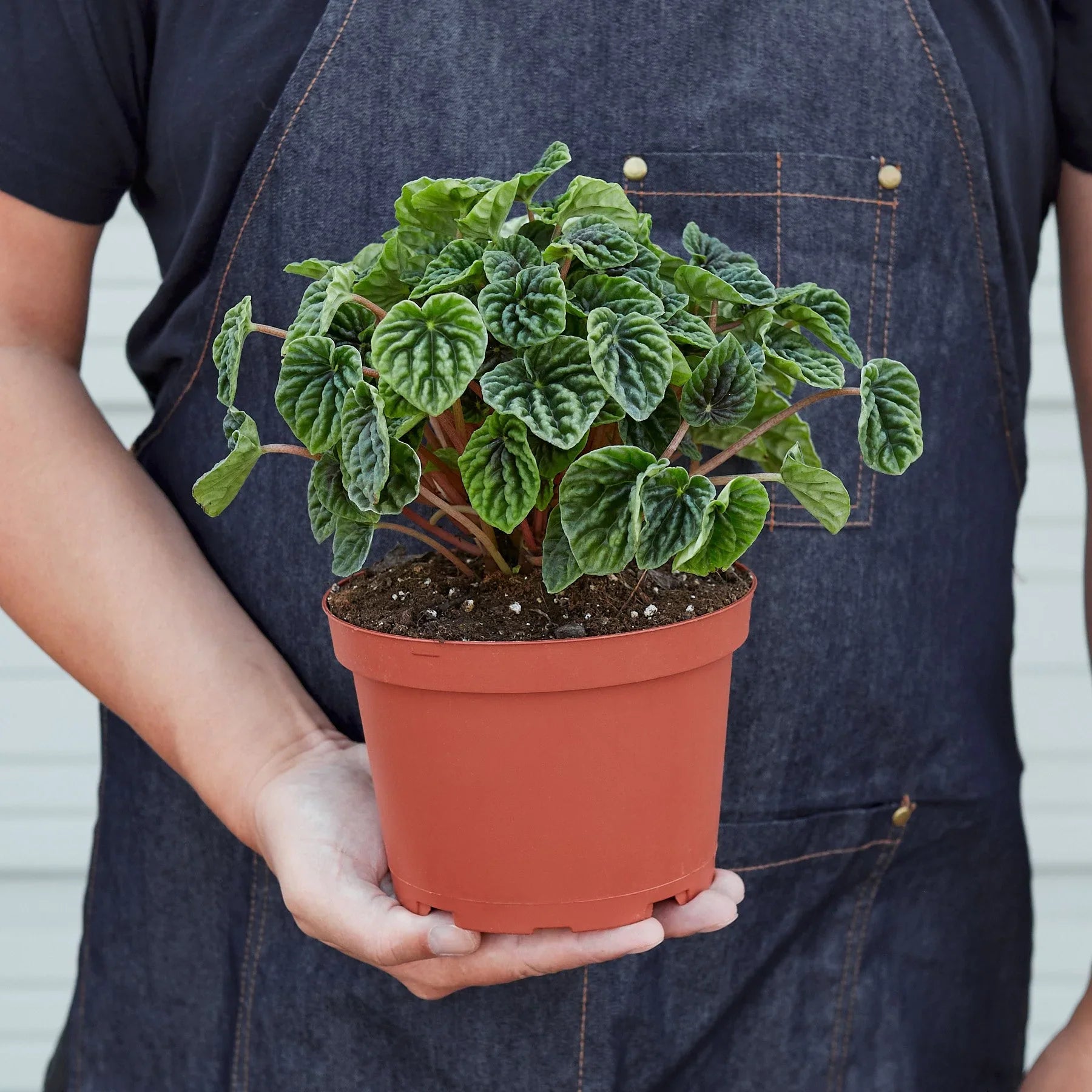 Peperomia 'Ripple' - Holiday Corner