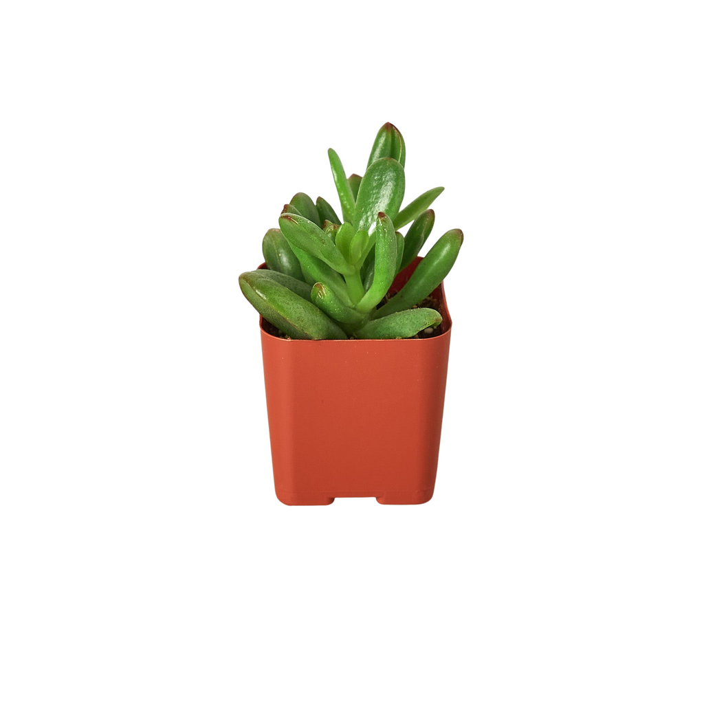 3" Tropical Plant Variety Bundle - Holiday Corner