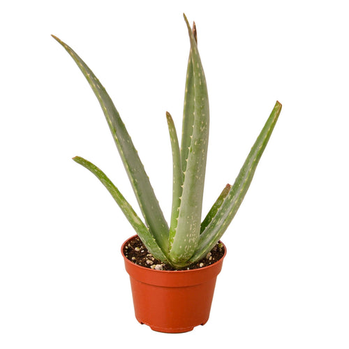 Aloe Vera - Holiday Corner