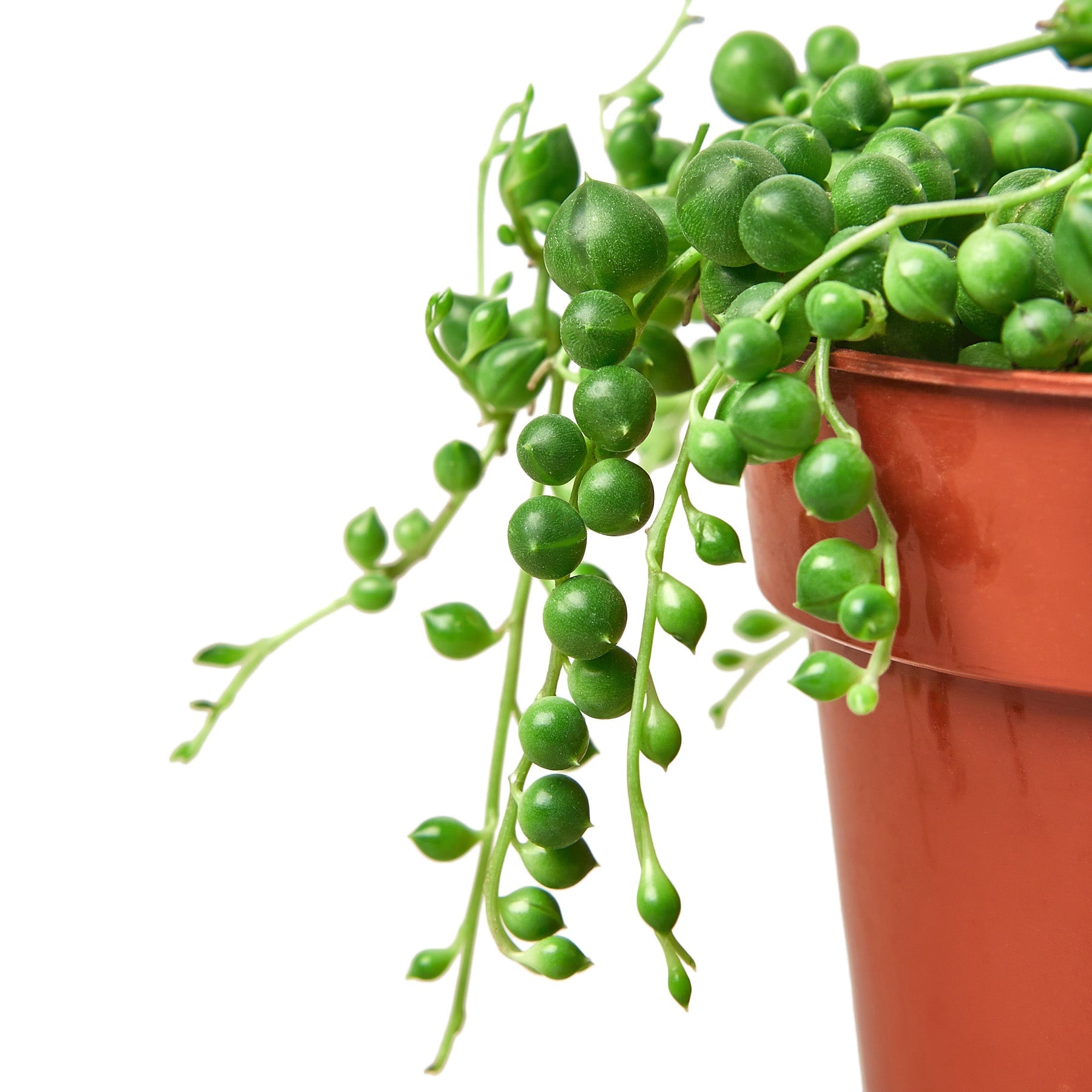Succulent 'String of Pearls' - Holiday Corner