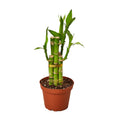 Dracaena 'Lucky Bamboo' - Holiday Corner