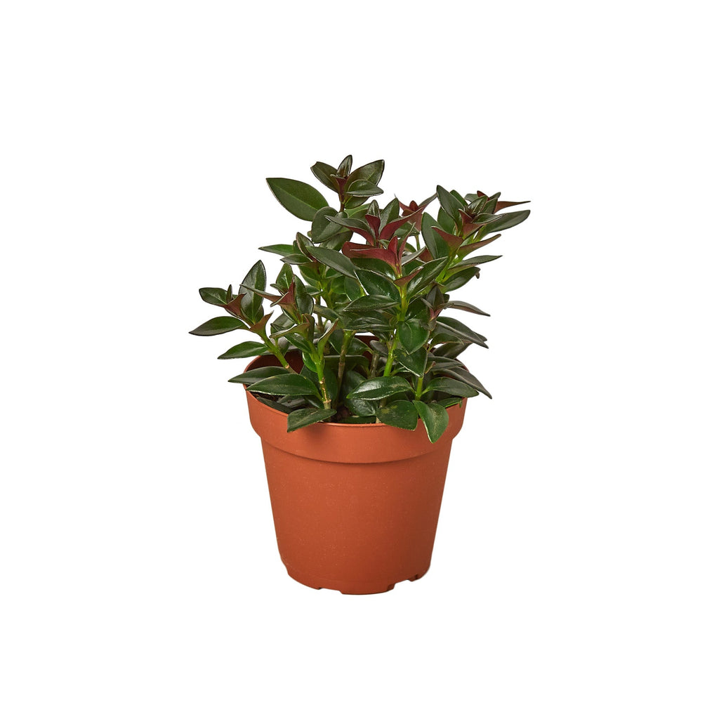 Nematanthus Black Goldfish Plant - Holiday Corner