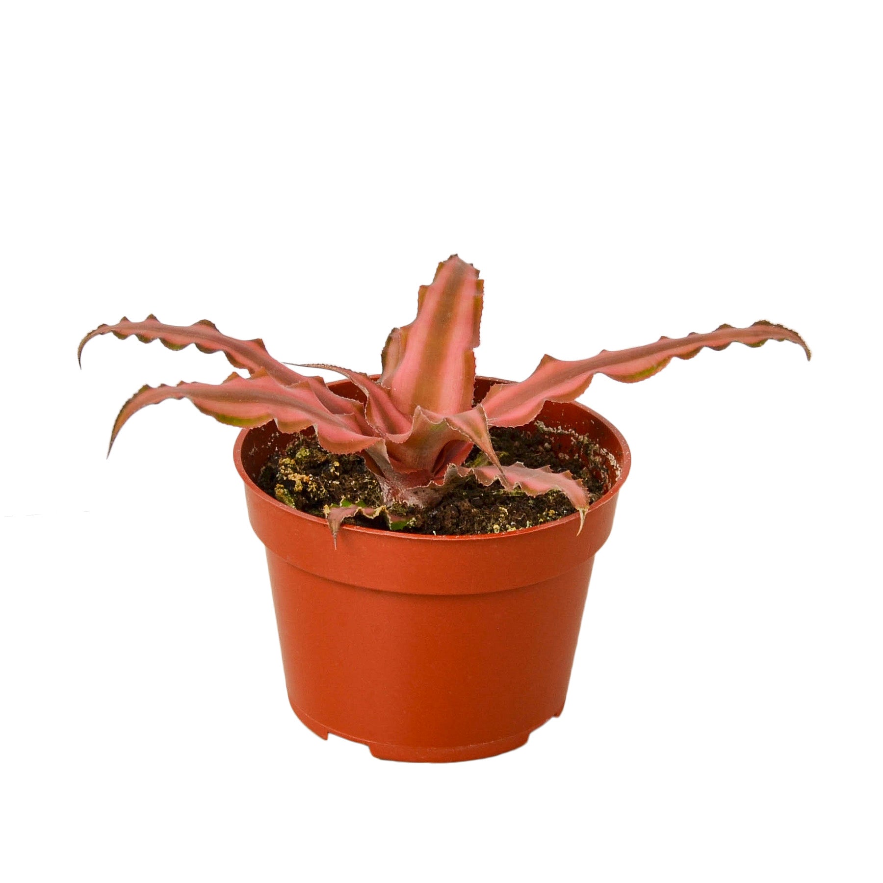 Cryptanthus 'Pink Star' - 4" Pot - Holiday Corner
