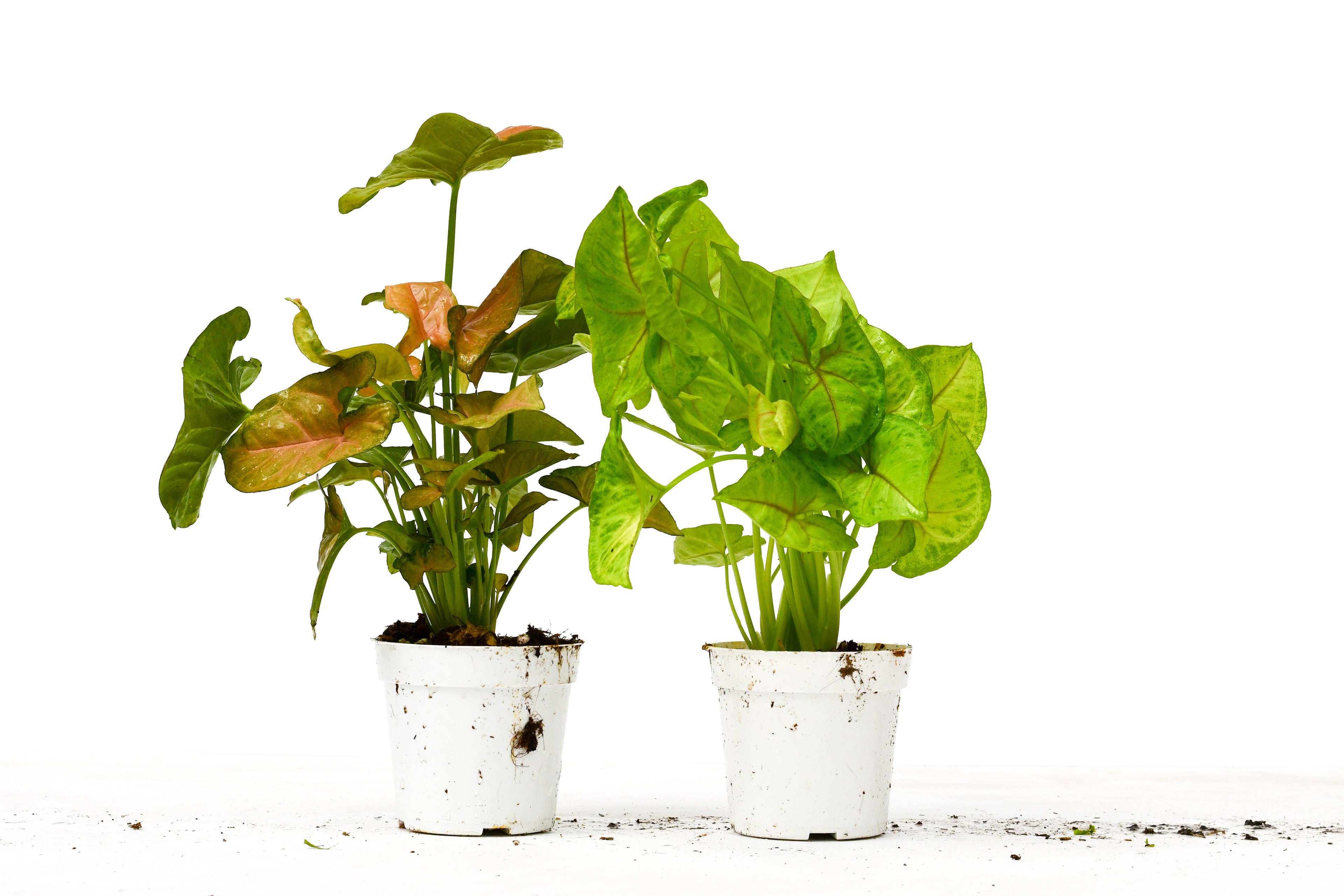 2 Syngonium Variety (Arrowhead Plant) / 4" Pot / Live Plant - Holiday Corner
