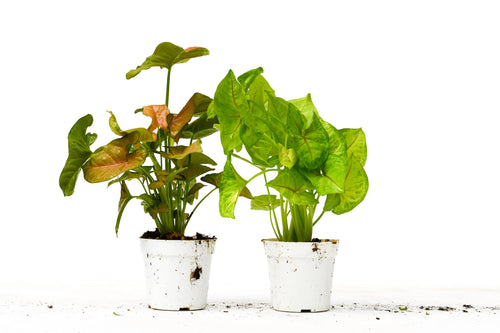 2 Syngonium Variety (Arrowhead Plant) / 4" Pot / Live Plant - Holiday Corner