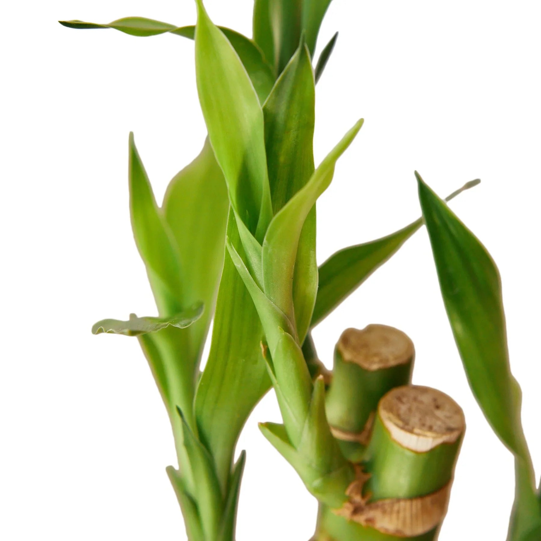 Dracaena 'Lucky Bamboo' - Holiday Corner