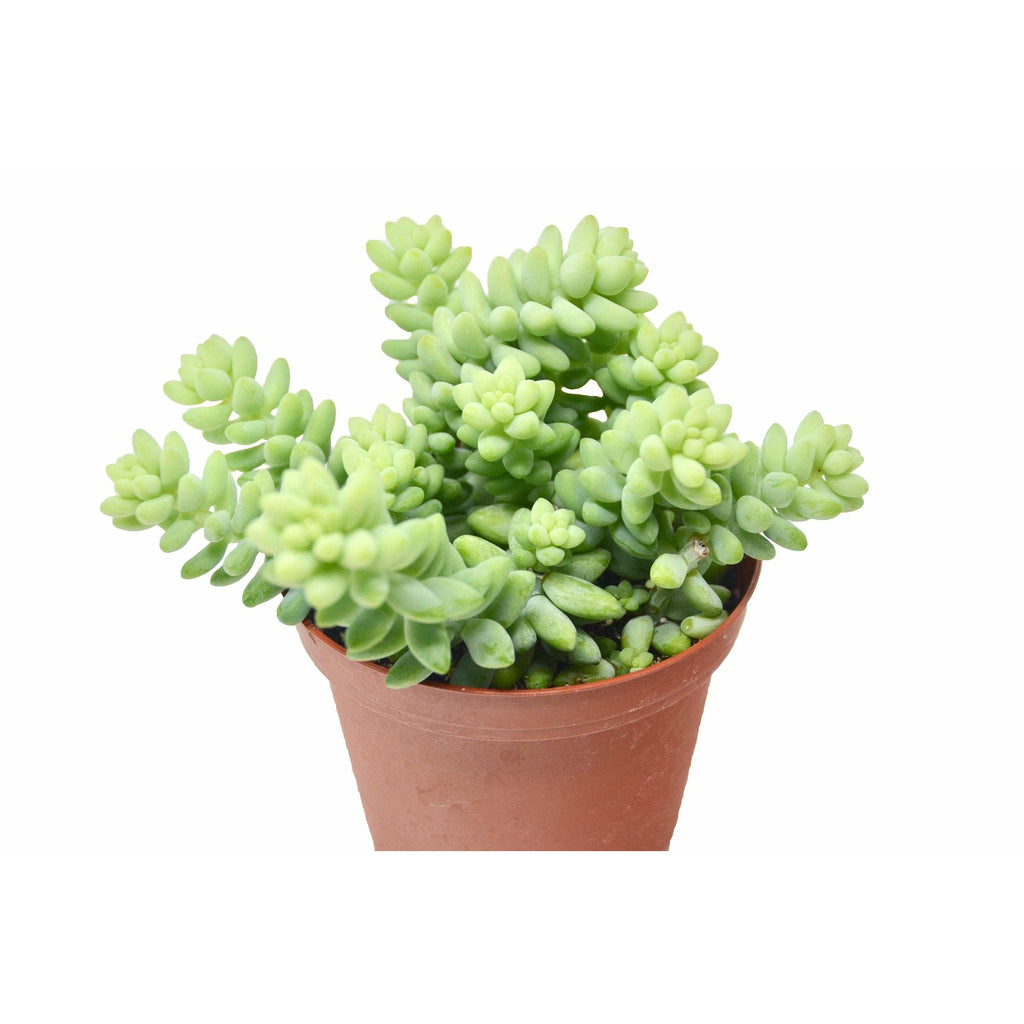 Sedum 'White Stone Crop' Succulent - Holiday Corner