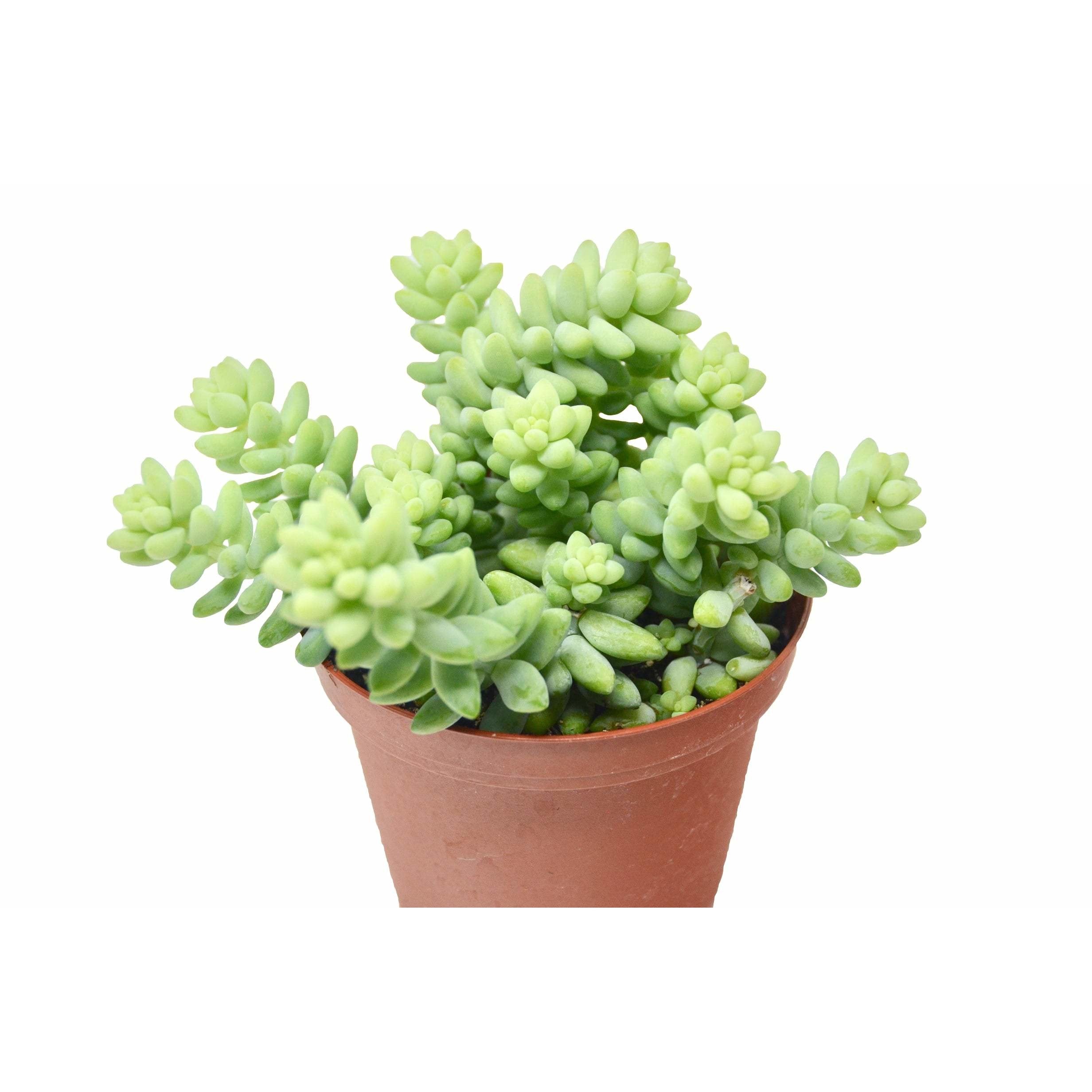 Sedum 'White Stone Crop' Succulent - Holiday Corner