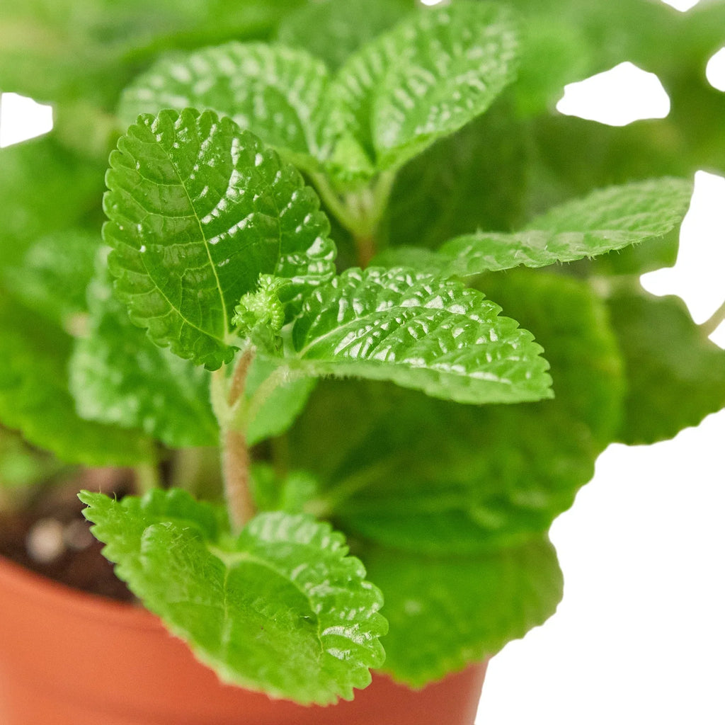 Pilea 'Crinkle' - Holiday Corner