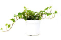 English Ivy 'Eva' - Holiday Corner