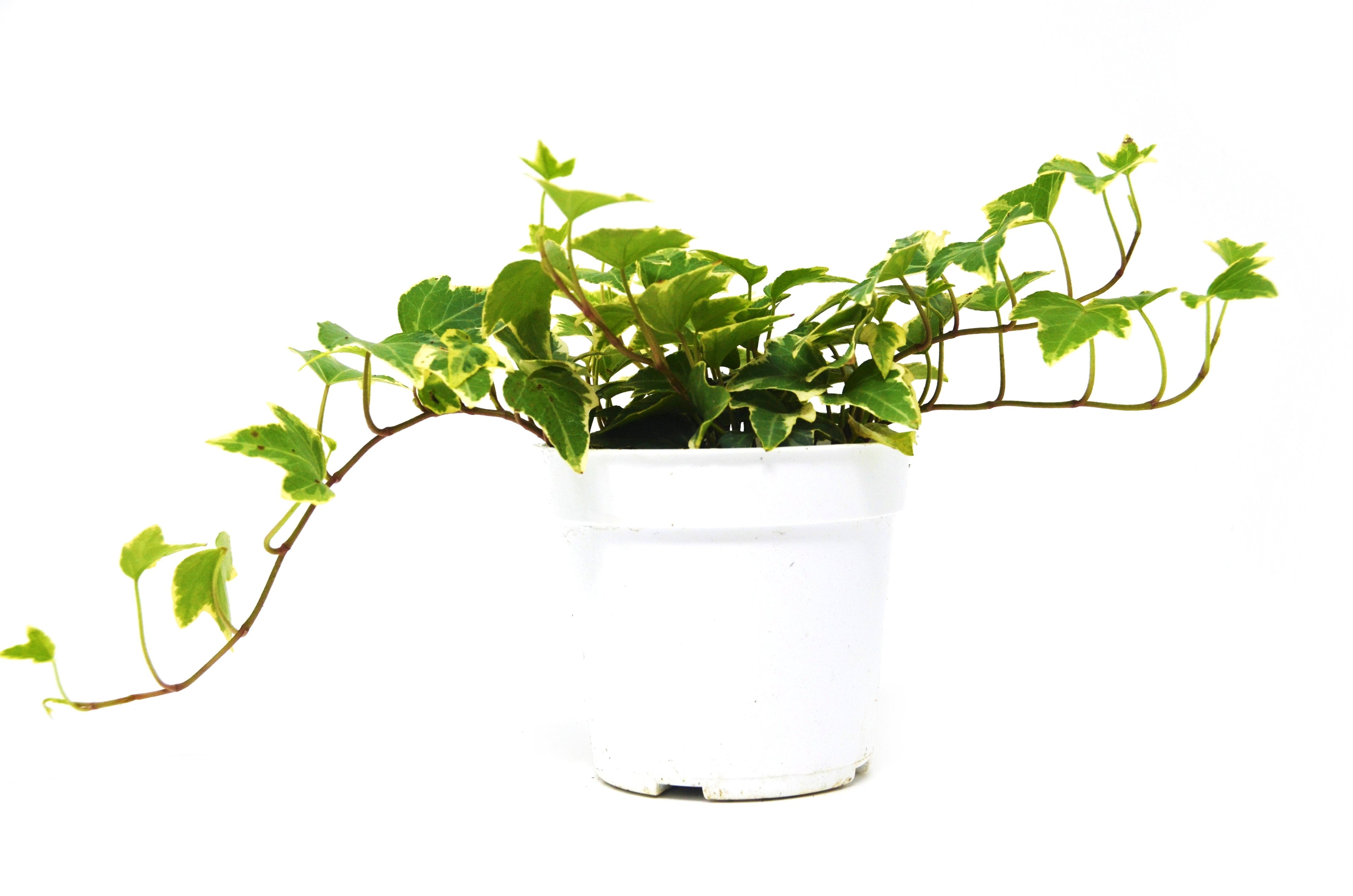 English Ivy 'Eva' - Holiday Corner