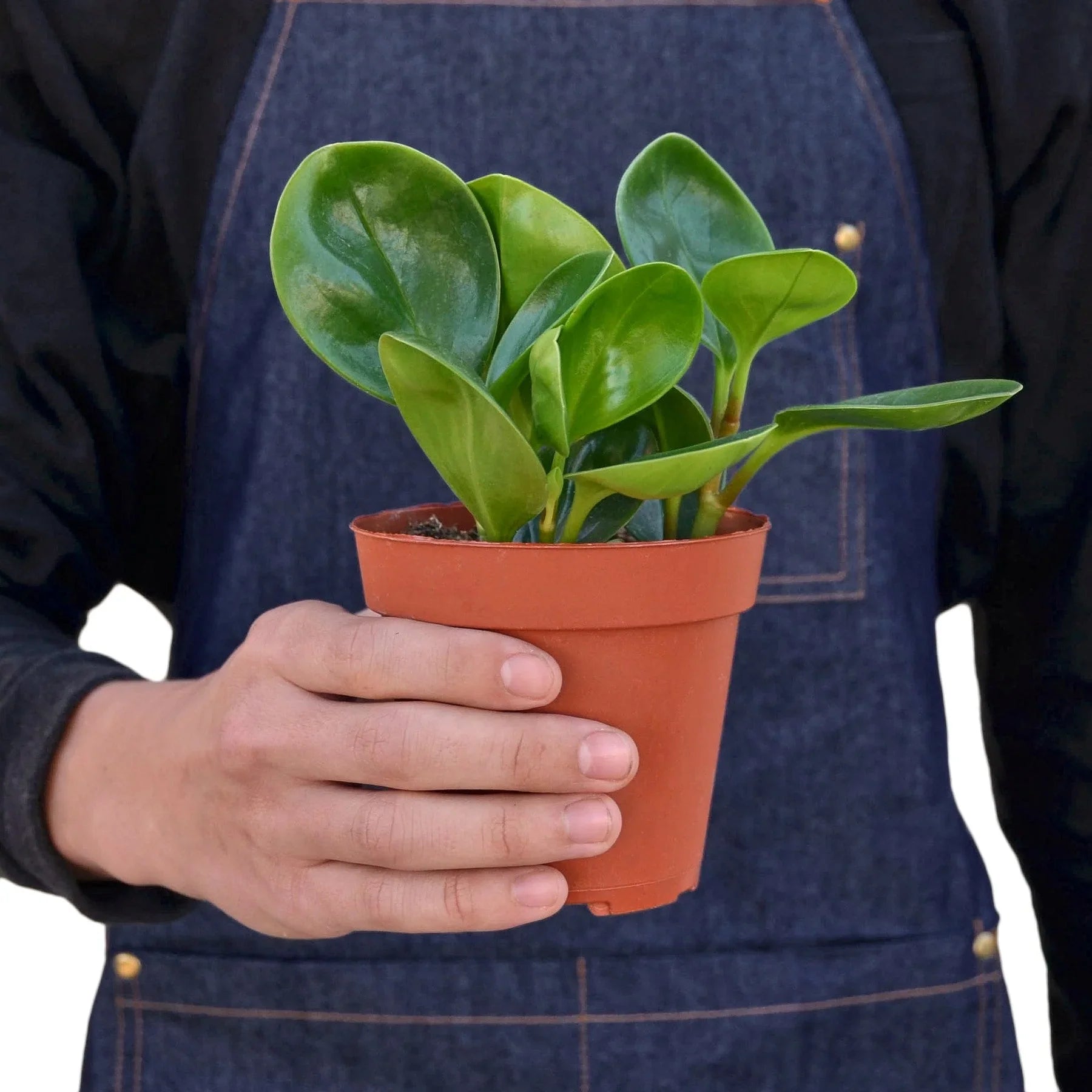 Peperomia Thailand - Holiday Corner