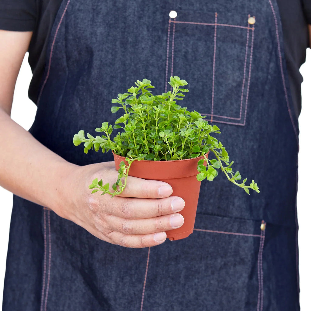Nettle 'Baby's Tear' - Holiday Corner
