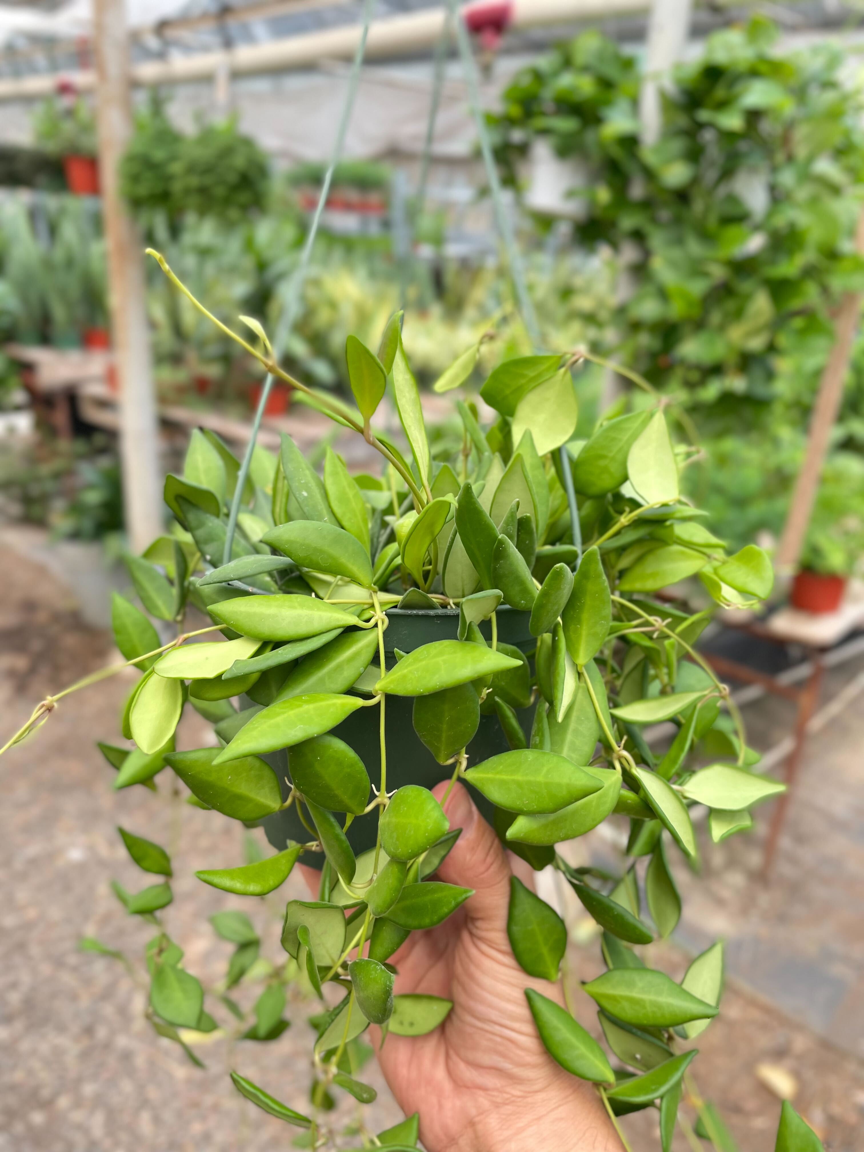 Hoya 'Burtoniae' - Holiday Corner