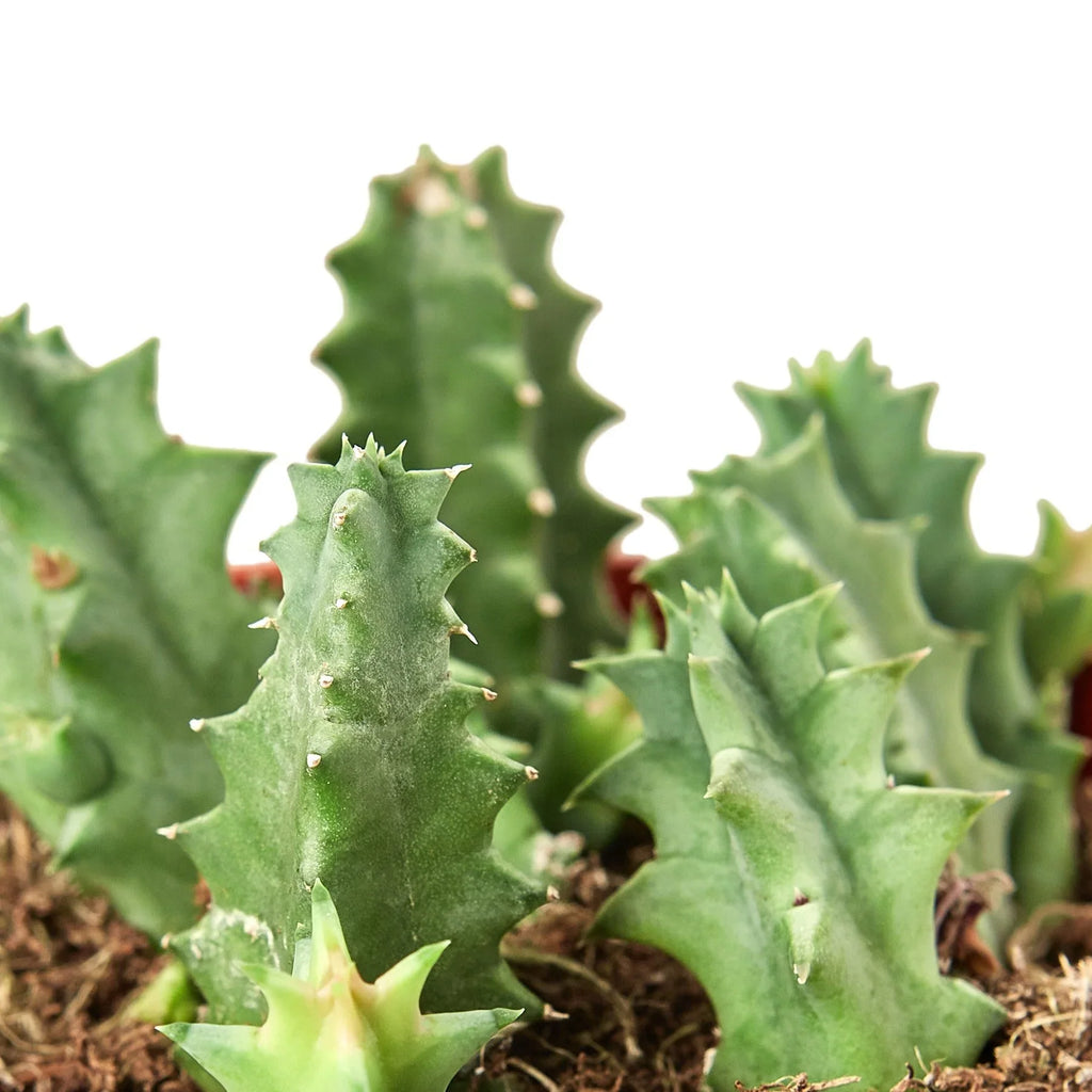 Lifesaver Cactus - Holiday Corner