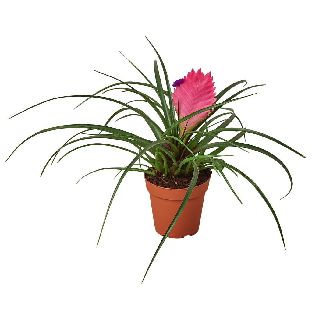 Bromeliad Cyanea 'Pink Quill' - Holiday Corner