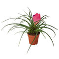 Bromeliad Cyanea 'Pink Quill' - Holiday Corner