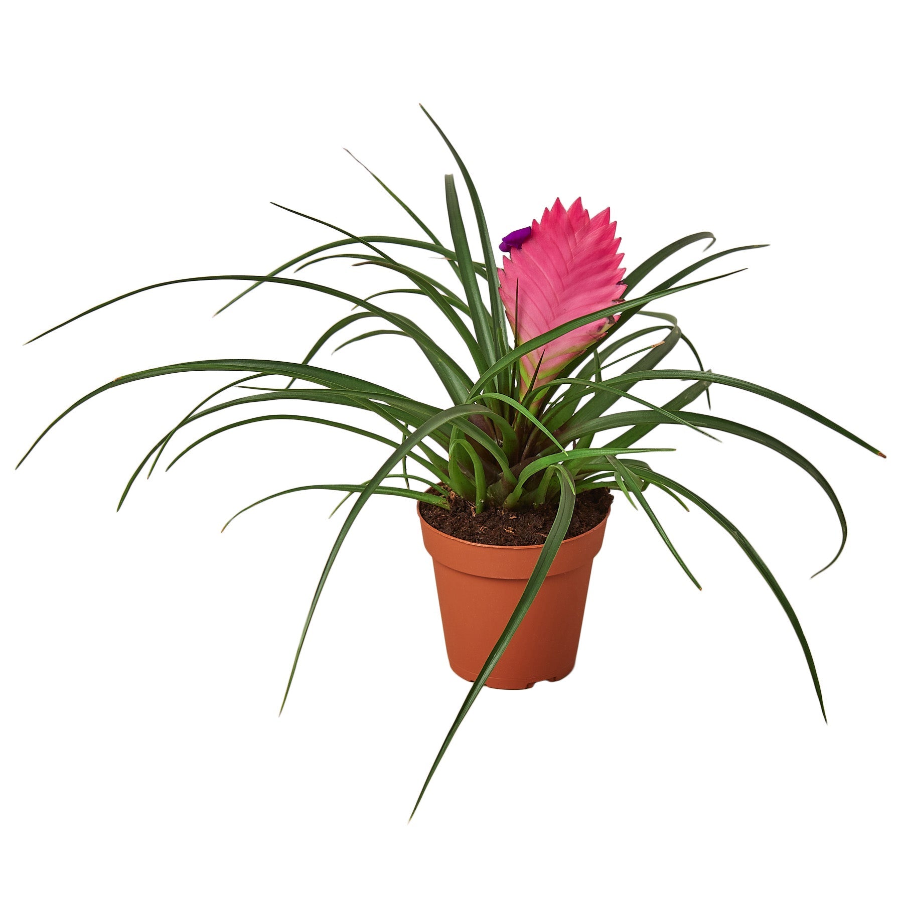 Bromeliad Cyanea 'Pink Quill' - Holiday Corner